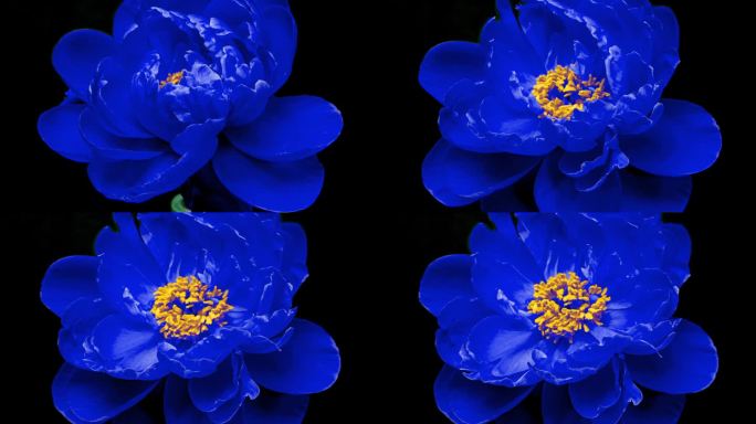 美丽的蓝色牡丹与黄色花蕊在黑色的背景。盛开的牡丹花在延时视频中开放。复活节，春天，情人节，节日概念。