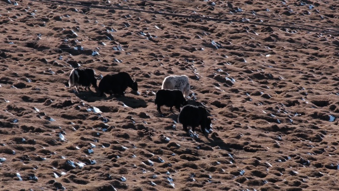 西藏高原牦牛