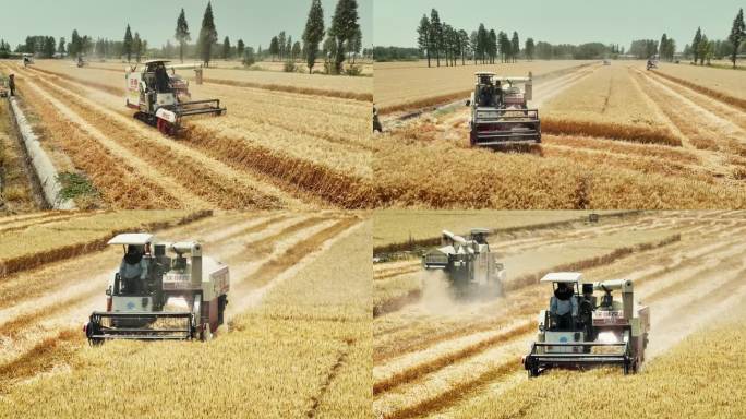 4K农业小麦机器收割合集