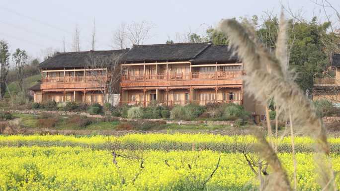 天府正兴 官塘新村 油菜花 田园 村落