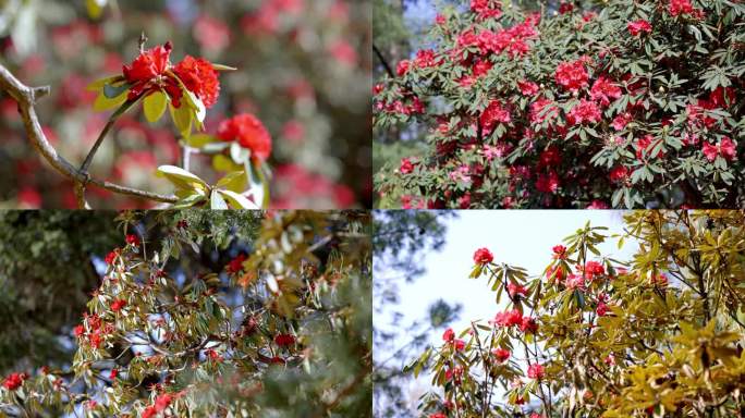 杜鹃花 大自然风景 春天野生马缨杜鹃盛开