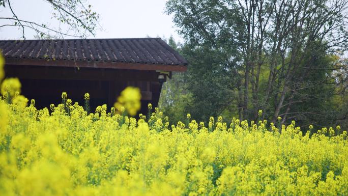 广阳岛油菜花基地 农村小院