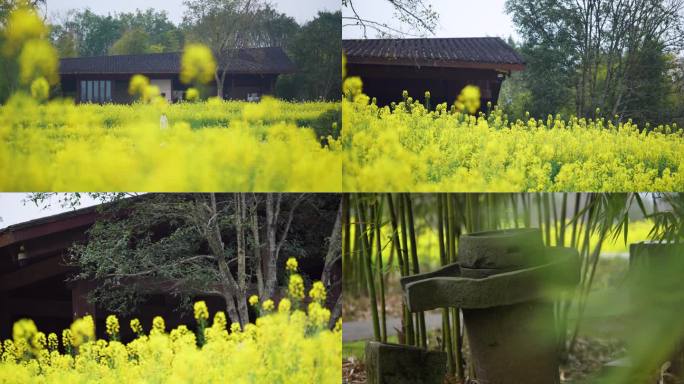 广阳岛油菜花基地 农村小院