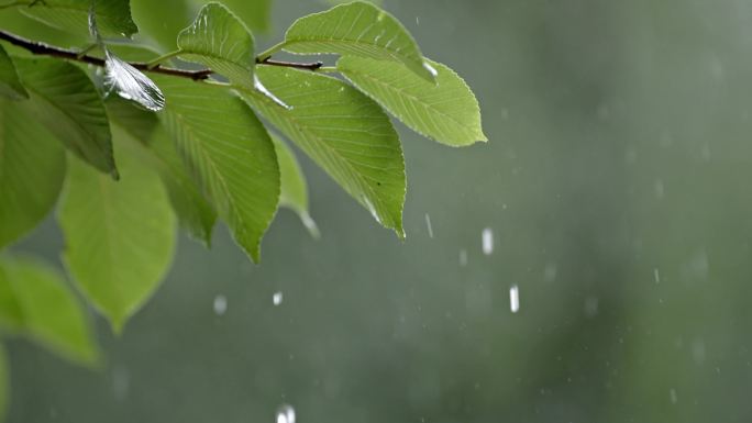 雨滴 树叶落水 雨景 地面雨滴