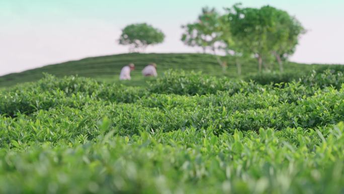 绿茶茶园摘茶茶叶