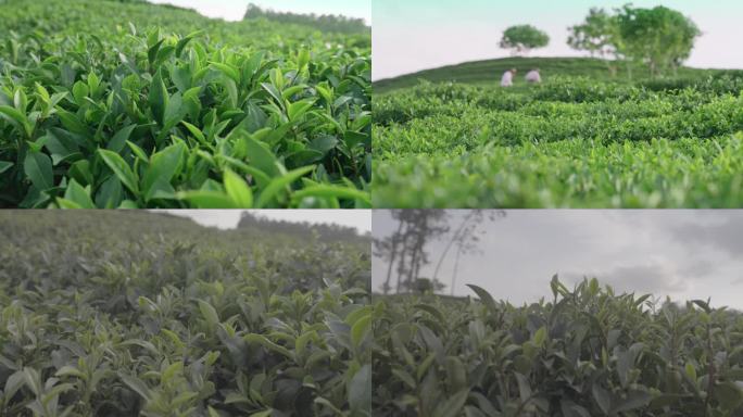 绿茶茶园摘茶茶叶