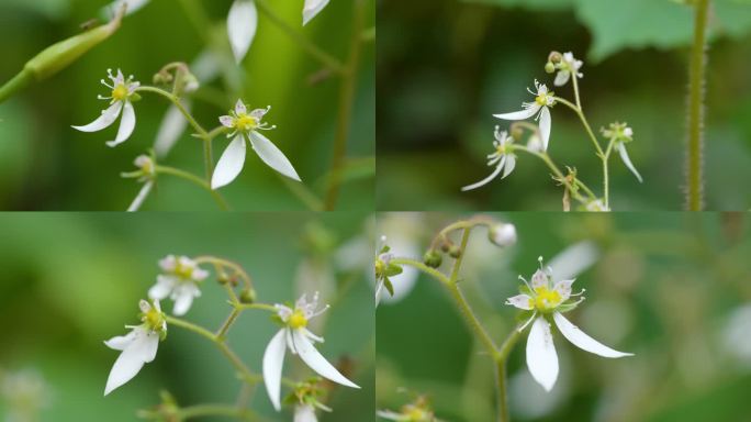 虎耳草开花