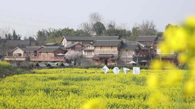 天府正兴 官塘新村 油菜花 田园 村落