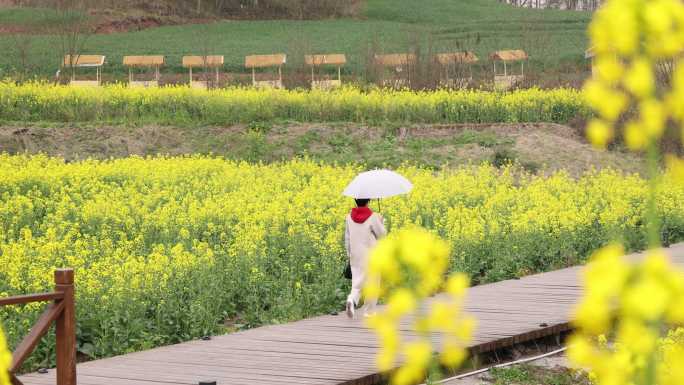 天府正兴 官塘新村 油菜花田园春天 村落