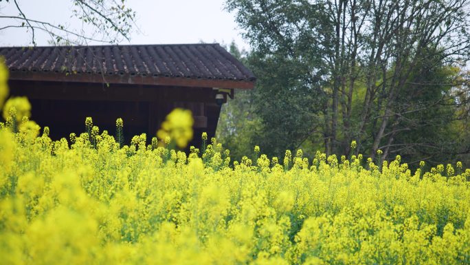 广阳岛乡村农家小院油菜花基地