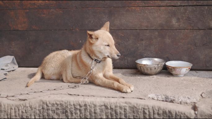 被拴着的看家护院的中华田园犬