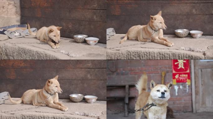 被拴着的看家护院的中华田园犬