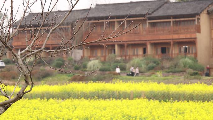 天府正兴 官塘新村 油菜花 田园春天村落