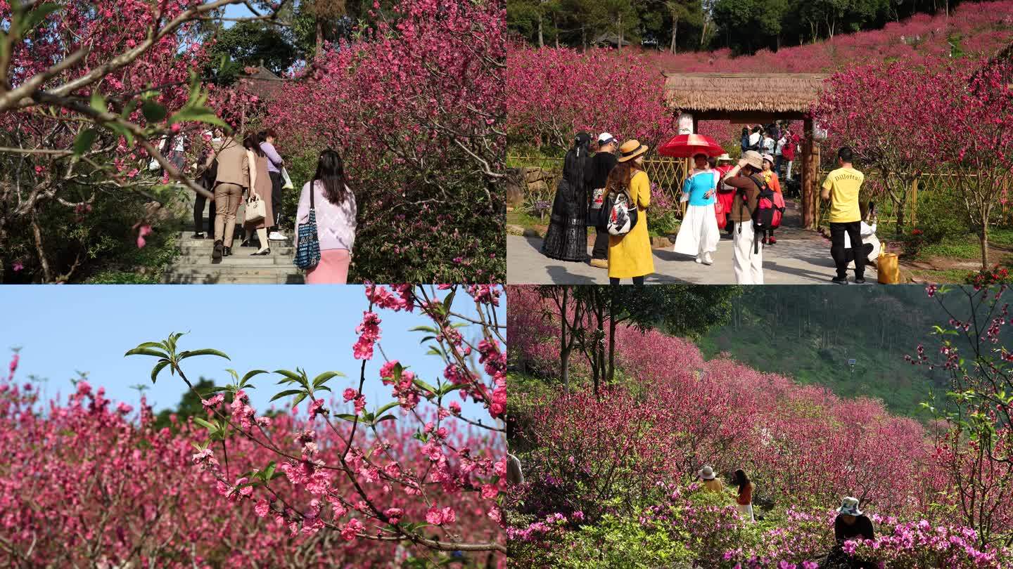 桃花依旧笑春风