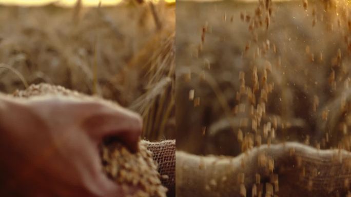 日落时分，男农学家在地里拿着小麦谷物