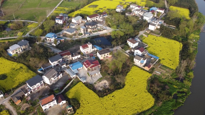 乡村 油菜花 农村 素材