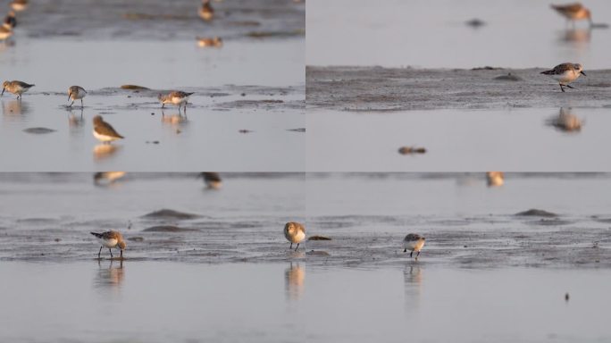 实拍带环志的勺嘴鹬鸟在海滩觅食的4K影像