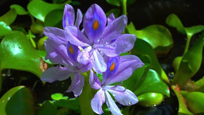 水葫芦(Eichhornia azurea)，淡紫色不对称水生植物花，入侵检疫种
