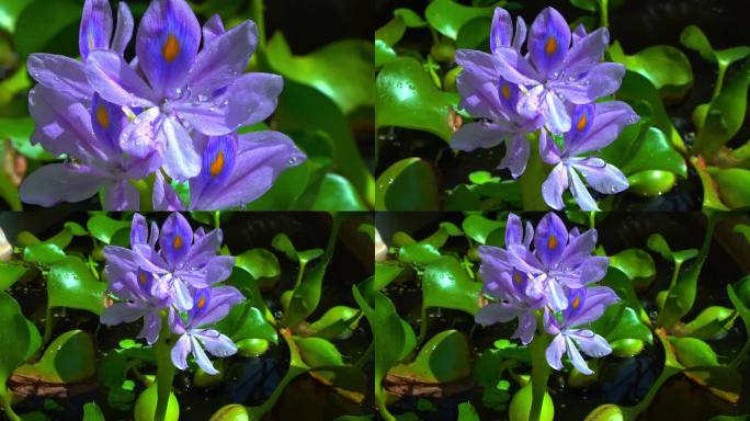 水葫芦(Eichhornia azurea)，淡紫色不对称水生植物花，入侵检疫种