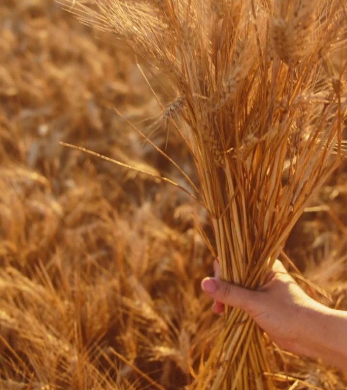 阳光明媚的日子里，女农民在农田里抱着小麦作物