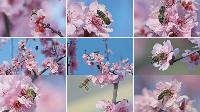 蜜蜂在梅花上飞舞采蜜