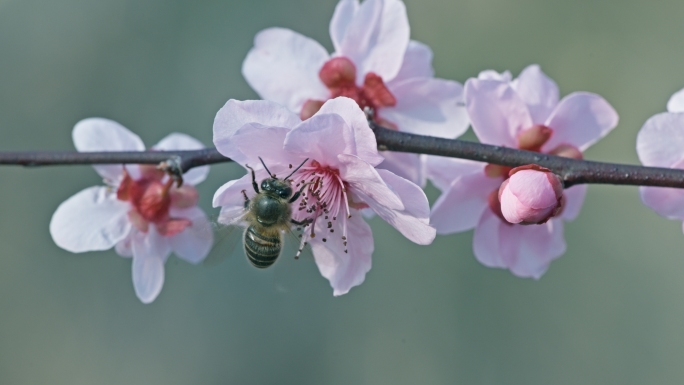 蜜蜂在梅花上飞舞采蜜