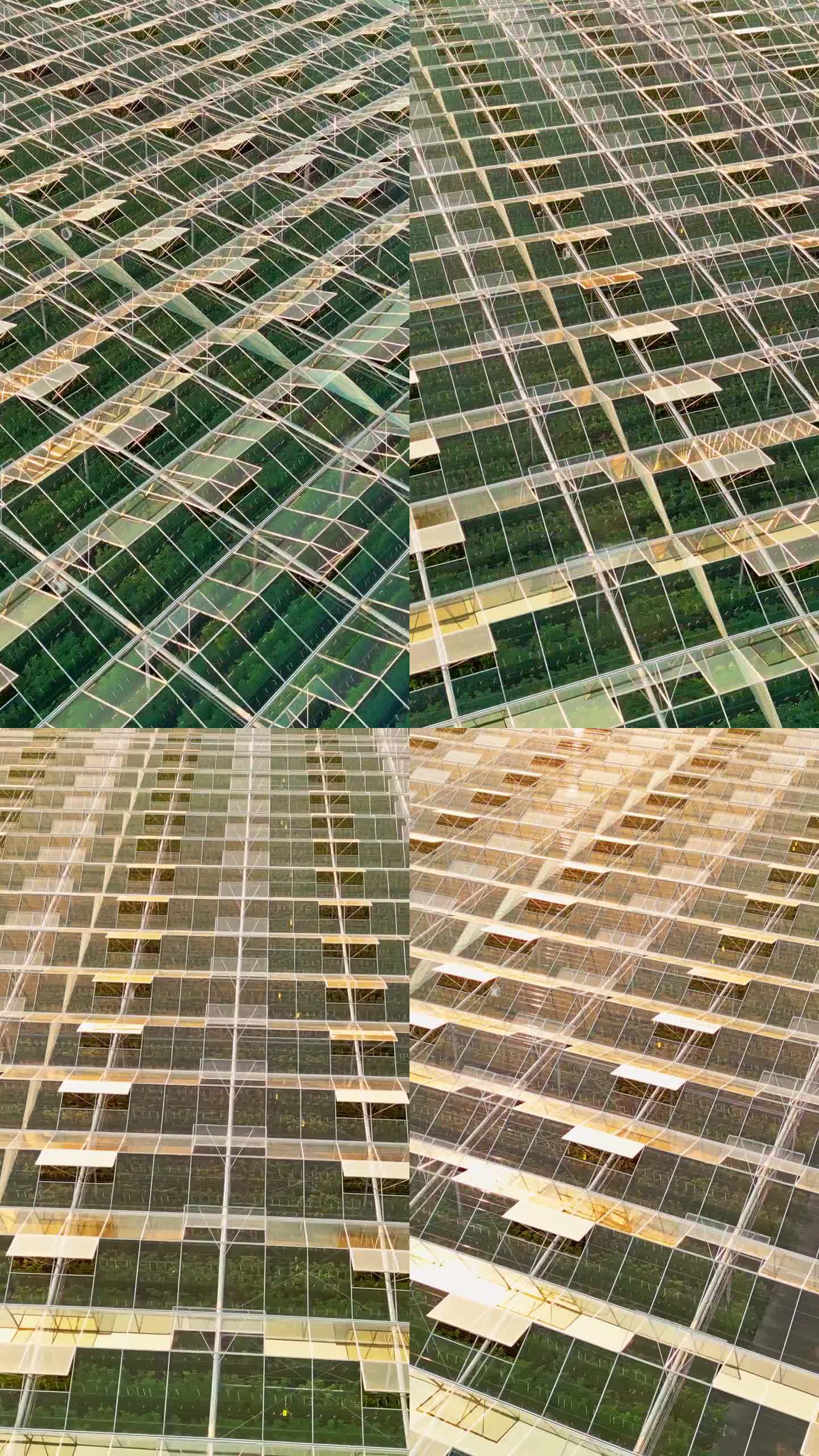 高空高角度无人机拍摄的温室大玻璃屋顶反射的明亮阳光