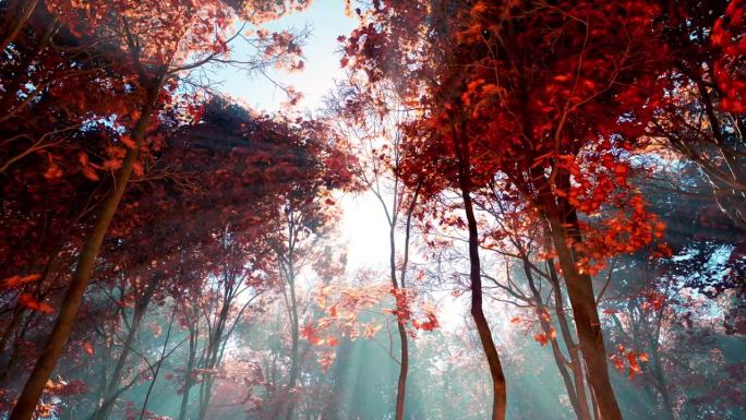 一个秋高气爽的日子，在一片红叶繁茂的森林里
