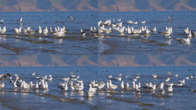海鸥鸟类鸟儿湖边栖息
