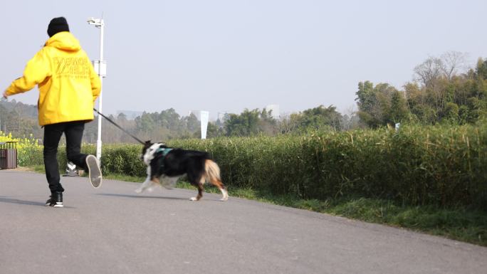 遛狗 边牧 牵狗 牵绳遛狗 小狗