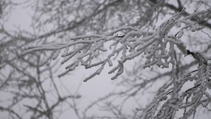 树枝积雪雪景