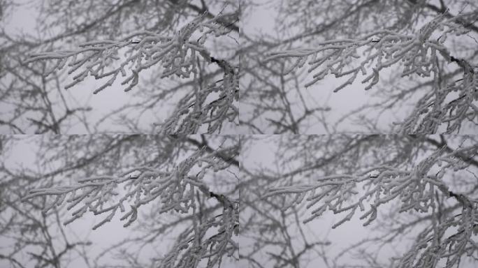 树枝积雪雪景