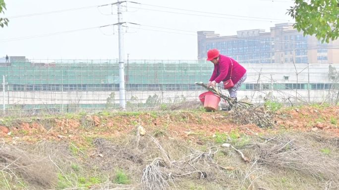 老奶奶去田园做农活，浇水围栅栏