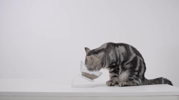 猫吃饭-猫粮-猫吃东西-4k