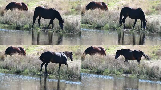 马在池塘边饮水