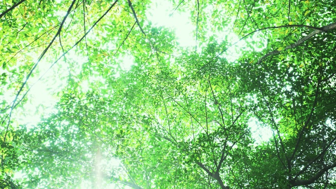 4k植物森林树叶阳光穿过树冠自然风光