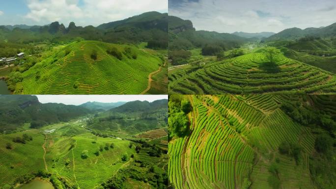 茶山茶园航拍