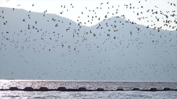 滇池飞舞的海鸥群