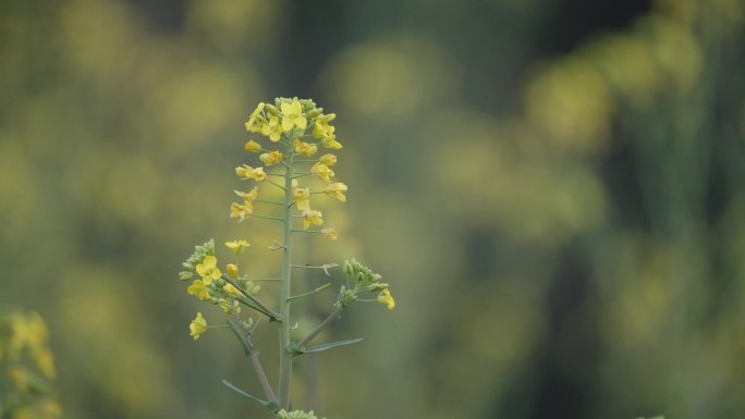 成都 油菜花 油菜地 花田实拍 田园风光