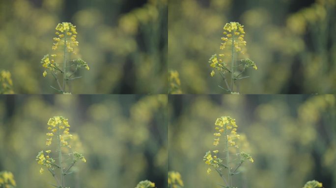 成都 油菜花 油菜地 花田实拍 田园风光