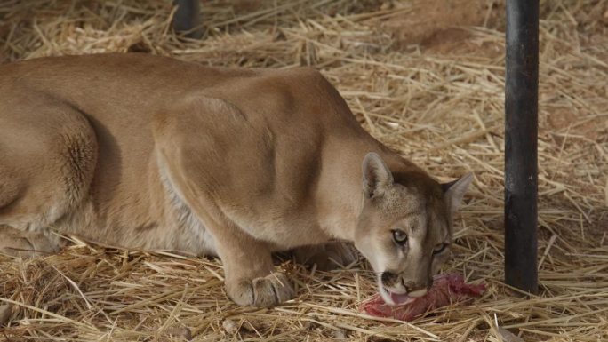 广角镜头美洲狮吃肉慢动作