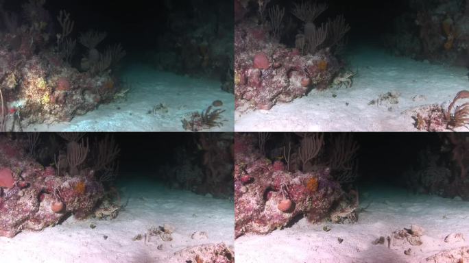 靠近珊瑚的水下沙底龙虾。