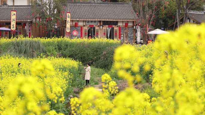 天府正兴 官塘新村 油菜花 田园春天村落