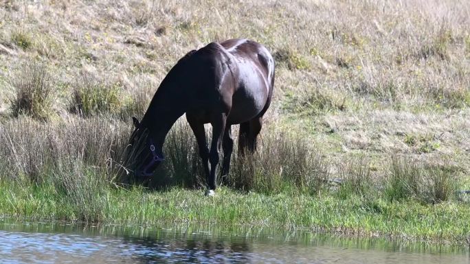 马在池塘边饮水