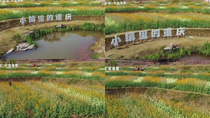 航拍重庆北碚水土新城田园牧歌的五彩油菜花