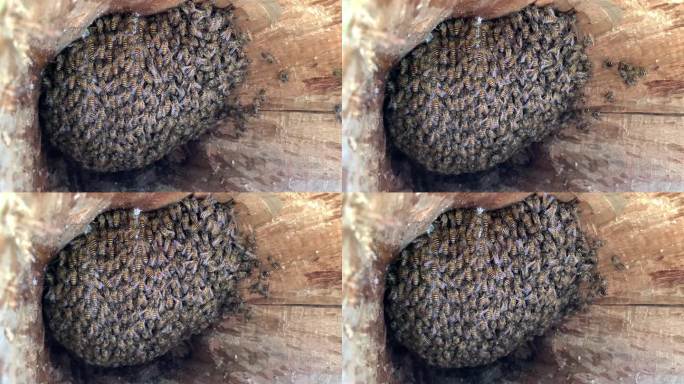 传统蜂桶蜜蜂养殖空境素材