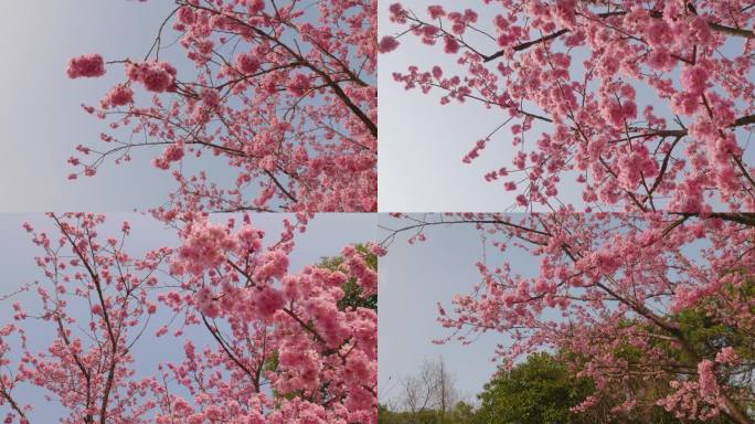 春天美丽粉色樱花盛开