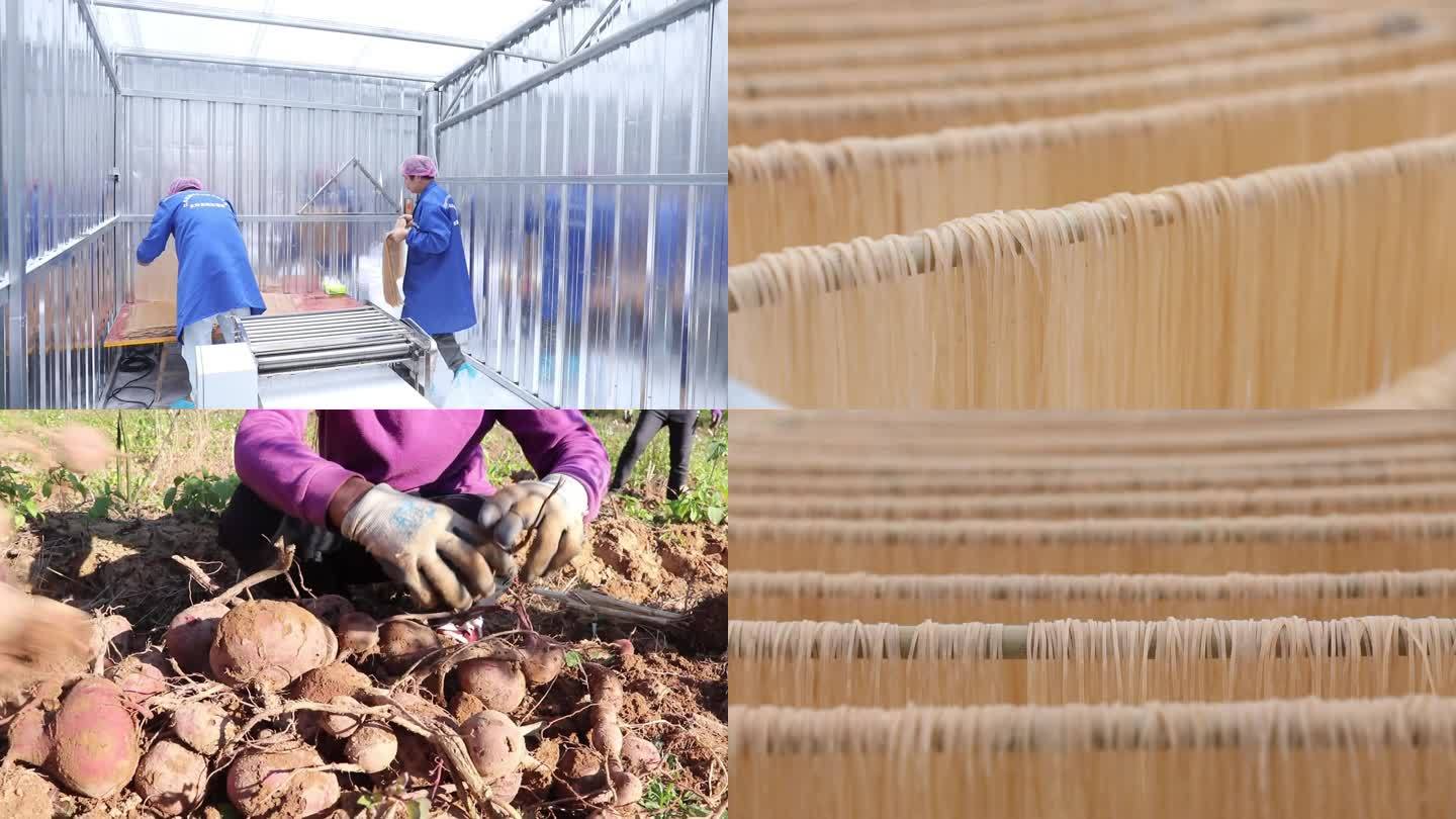 农副产品红薯粉生产全过程