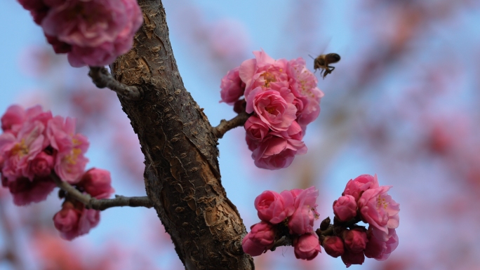 春暖花开梅花开放蜜蜂采蜜