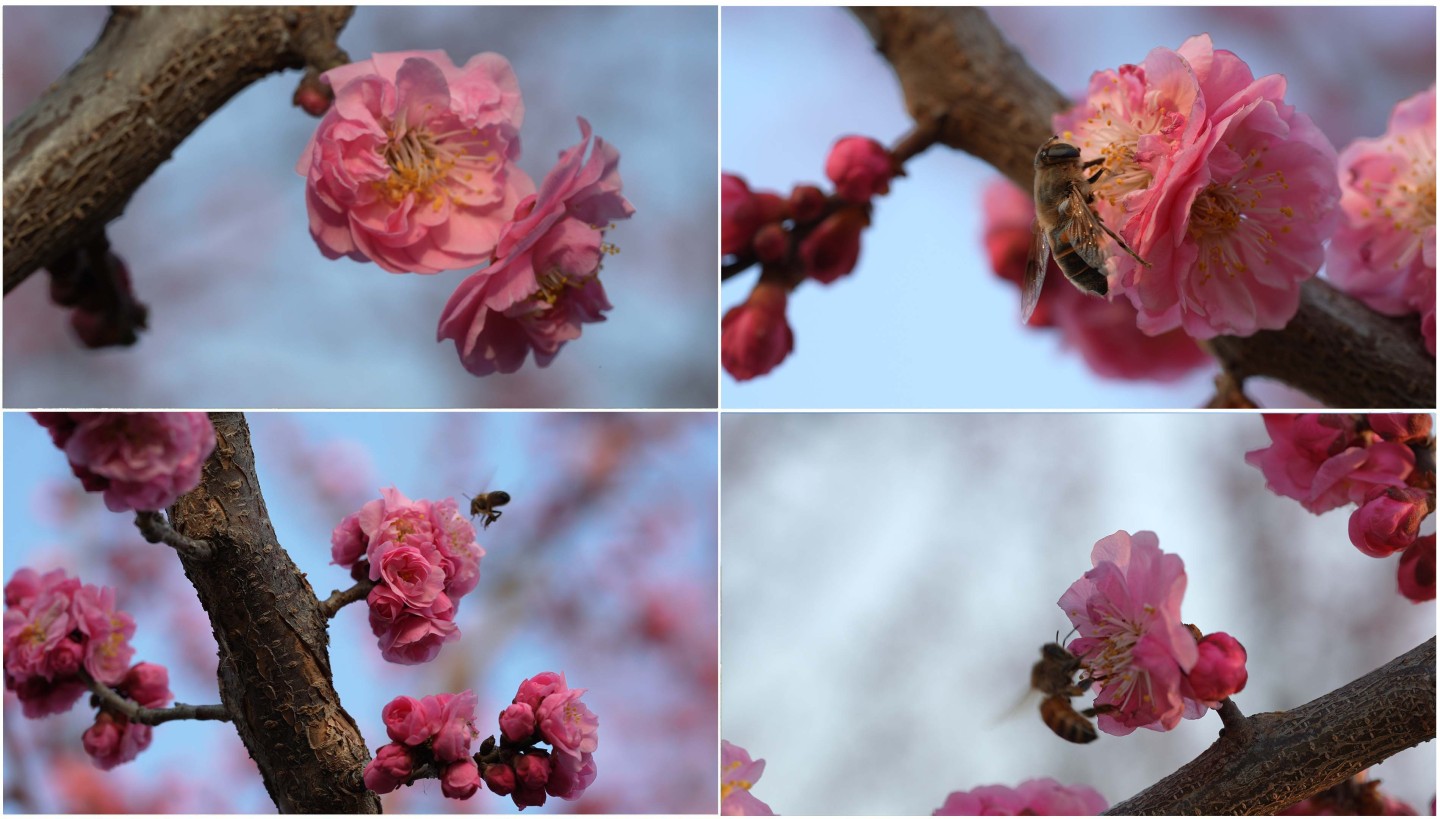 春暖花开梅花开放蜜蜂采蜜